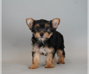 Yorkshire Terrier Puppy for sale in WARSAW, IN, USA