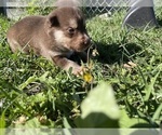Puppy Gremlin Siberian Husky
