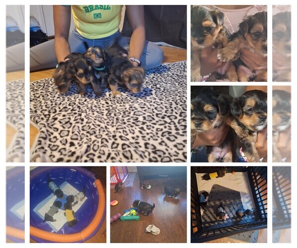 Medium Photo #1 Yorkshire Terrier Puppy For Sale in SAN ANTONIO, TX, USA