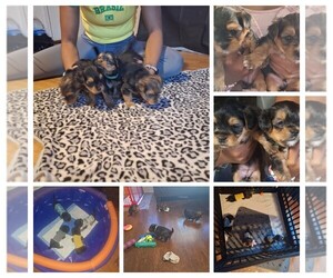 Yorkshire Terrier Puppy for sale in SAN ANTONIO, TX, USA