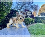 Small Photo #21 Yorkshire Terrier Puppy For Sale in HAYWARD, CA, USA