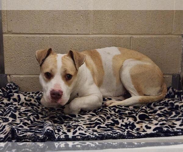 Medium Photo #6 Mutt Puppy For Sale in Rockwall, TX, USA