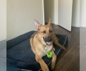 Malinois Puppy for sale in ESCONDIDO, CA, USA
