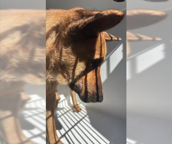 Medium Photo #1 German Shepherd Dog Puppy For Sale in Houston, TX, USA