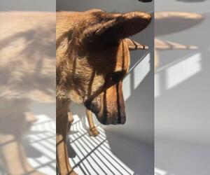 German Shepherd Dog Dogs for adoption in Houston, TX, USA