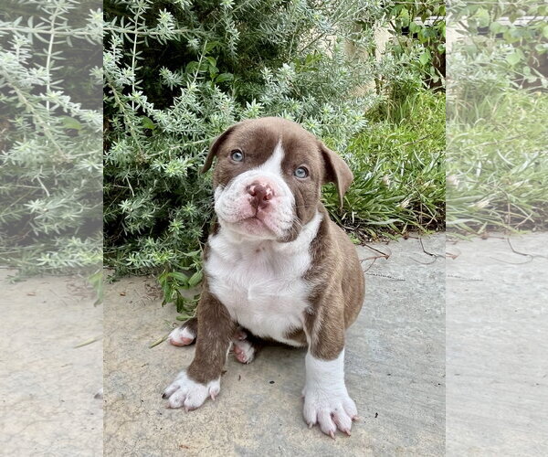 Medium Photo #1 Bulldog Puppy For Sale in Menifee, CA, USA