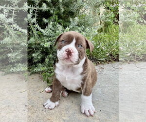 Bulldog Dogs for adoption in Menifee, CA, USA