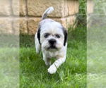 Small #3 Shih Tzu Mix