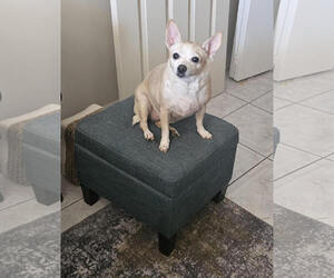 Chihuahua-Unknown Mix Dogs for adoption in Chandler, AZ, USA