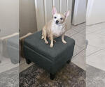 Small Chihuahua Mix