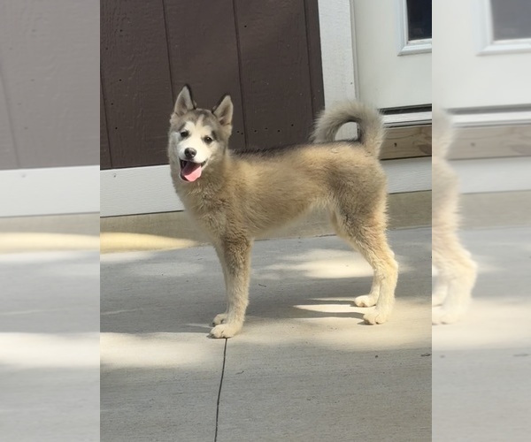 Medium Photo #5 Pomsky Puppy For Sale in VENUS, PA, USA