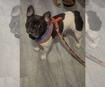 Small Photo #1 French Bulldog Puppy For Sale in LYNN, MA, USA