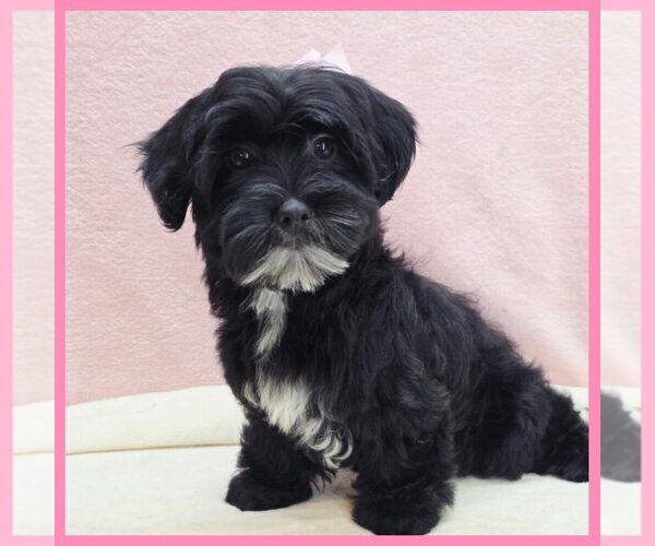 Medium Photo #1 Maltipoo (Miniature) Puppy For Sale in TAYLOR, TX, USA