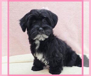 Maltipoo (Miniature) Puppy for sale in TAYLOR, TX, USA