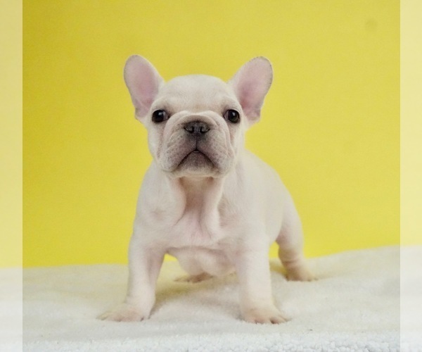 Medium Photo #5 French Bulldog Puppy For Sale in NAPPANEE, IN, USA
