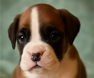 Boxer Puppy for Sale in TROUPSBURG, New York USA