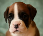 Small Boxer