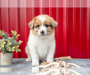 Medium Australian Shepherd