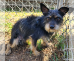 Small #1 Mutt