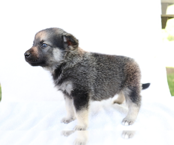 Medium Photo #2 Norwegian Elkhound Puppy For Sale in SHILOH, OH, USA