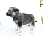 Small #1 Norwegian Elkhound