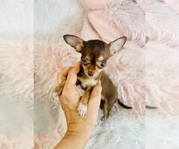 Medium Photo #17 Chihuahua Puppy For Sale in PEMBROKE PINES, FL, USA