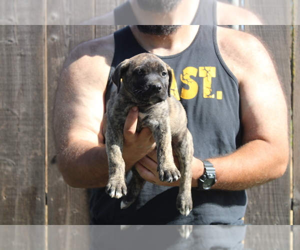 Medium Photo #17 Presa Canario Puppy For Sale in OAKLEY, CA, USA