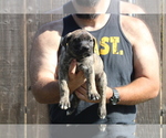 Small #16 Presa Canario