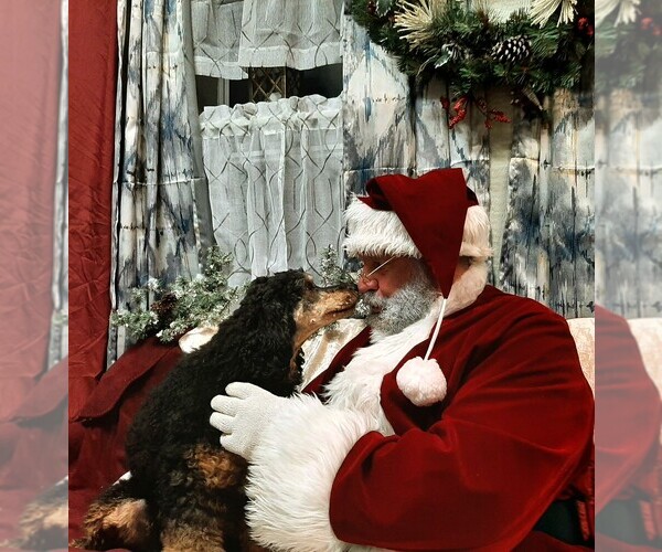 Medium Photo #2 Poodle (Standard) Puppy For Sale in MILLVILLE, MN, USA