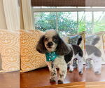 Small #2 Poodle (Toy)