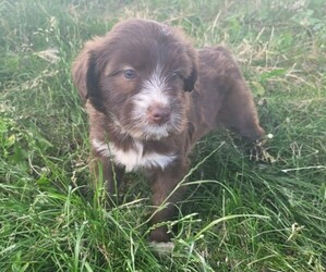 F2 Aussiedoodle-Goldendoodle Mix Puppy for sale in WARREN, MI, USA