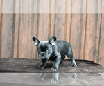 Small Photo #5 French Bulldog Puppy For Sale in Soltvadkert, Bacs-Kiskun, Hungary