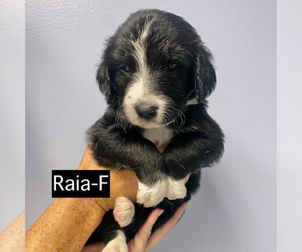 Medium Photo #5 Border Collie-Unknown Mix Puppy For Sale in GILBERTS, IL, USA