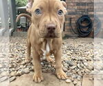 Small #14 Bullboxer Pit
