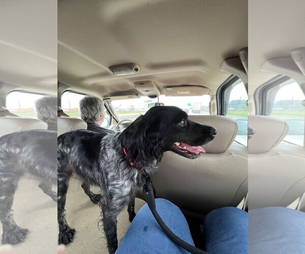 Medium Photo #5 Brittany Puppy For Sale in Curwensville, PA, USA