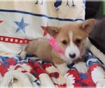 Small #11 Pembroke Welsh Corgi
