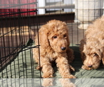Small #2 Goldendoodle