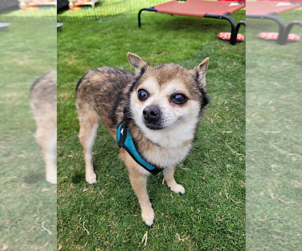 Medium Photo #3 Chiranian Puppy For Sale in Imperial Beach, CA, USA
