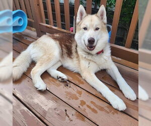 Siberian Husky Dogs for adoption in Omaha, NE, USA