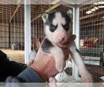 Small Photo #1 Siberian Husky Puppy For Sale in SALEM, IL, USA