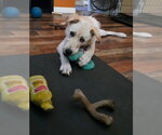 Small Mutt