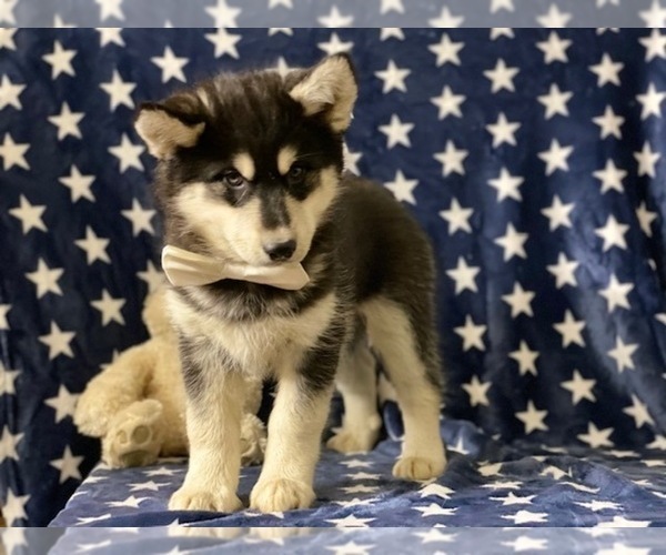 Medium Photo #2 Sibercaan Puppy For Sale in LANCASTER, PA, USA
