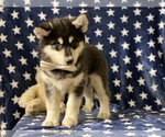 Small Photo #2 Sibercaan Puppy For Sale in LANCASTER, PA, USA