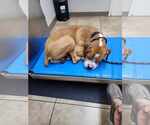 Small #1 Boxer Mix