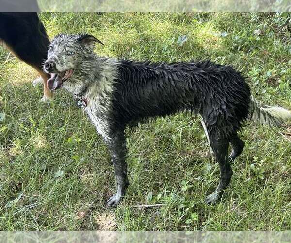 Medium Photo #23 Border Collie Puppy For Sale in Highland, IL, USA