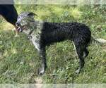 Small #22 Border Collie
