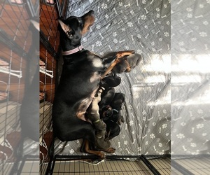 Doberman Pinscher Puppy for Sale in MC COOK, Nebraska USA