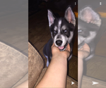 Small Photo #28 Siberian Husky Puppy For Sale in WASHBURN, WI, USA