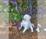 Small Photo #18 Siberian Husky Puppy For Sale in BROOKSVILLE, FL, USA