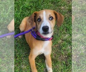 American Foxhound-Unknown Mix Dogs for adoption in The Woodlands, TX, USA